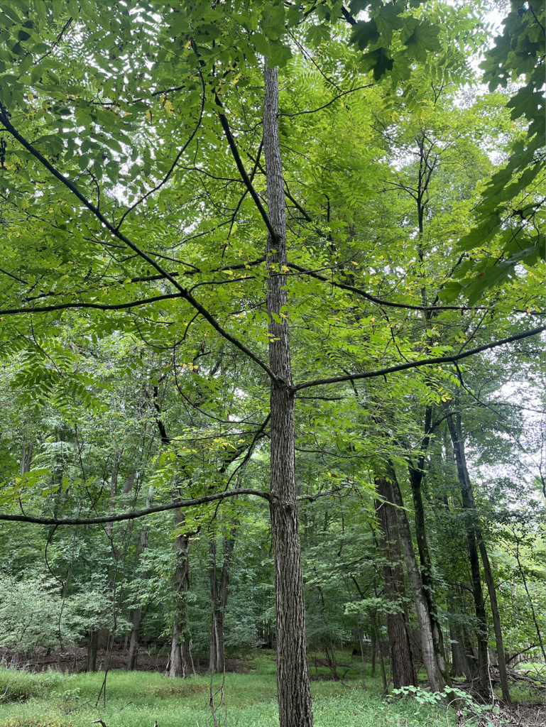 White Ash Tree
