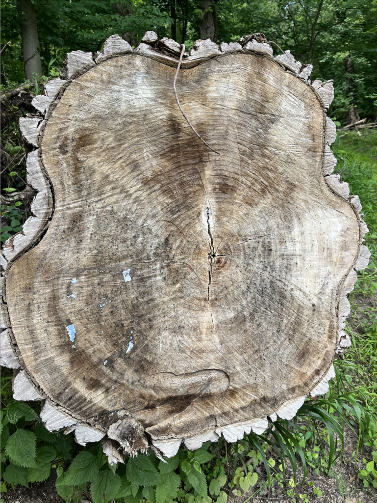 Cottonwood Stump