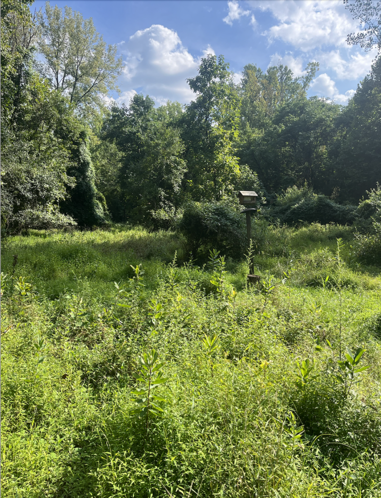 The Meadow