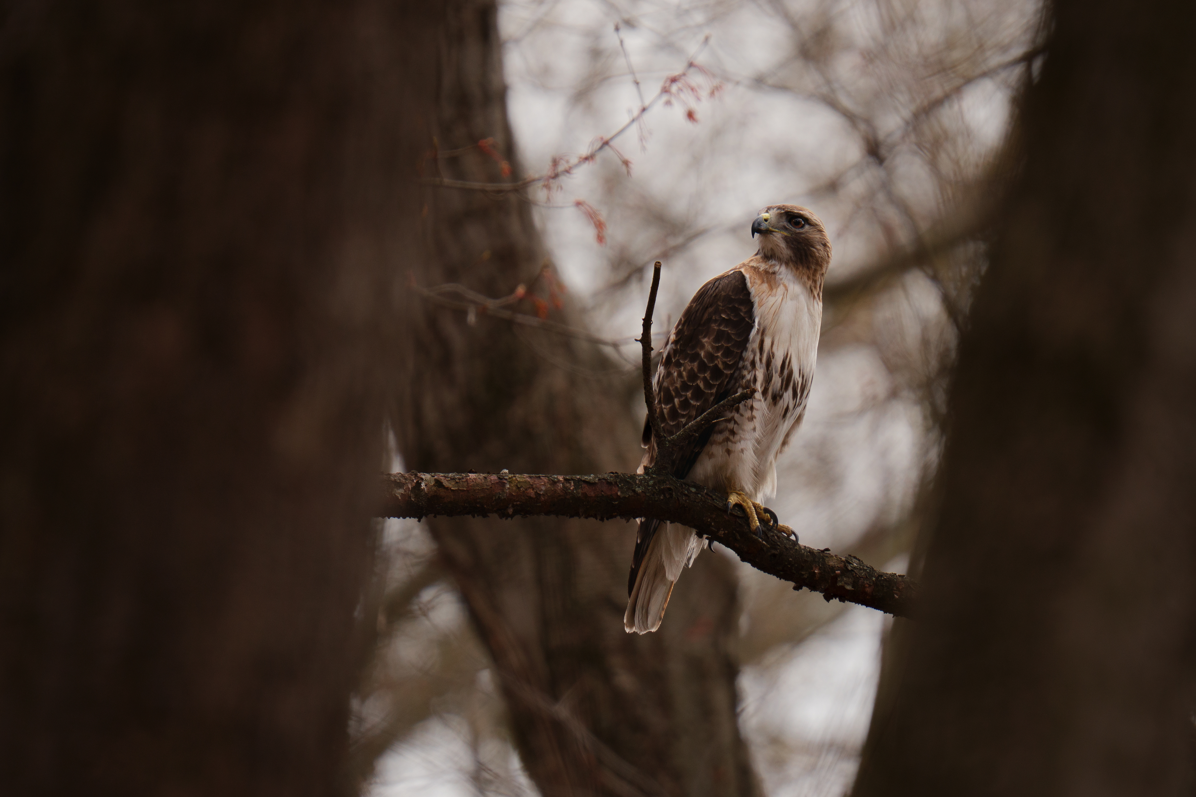 Demarest Nature Center Trail - Professional Photo