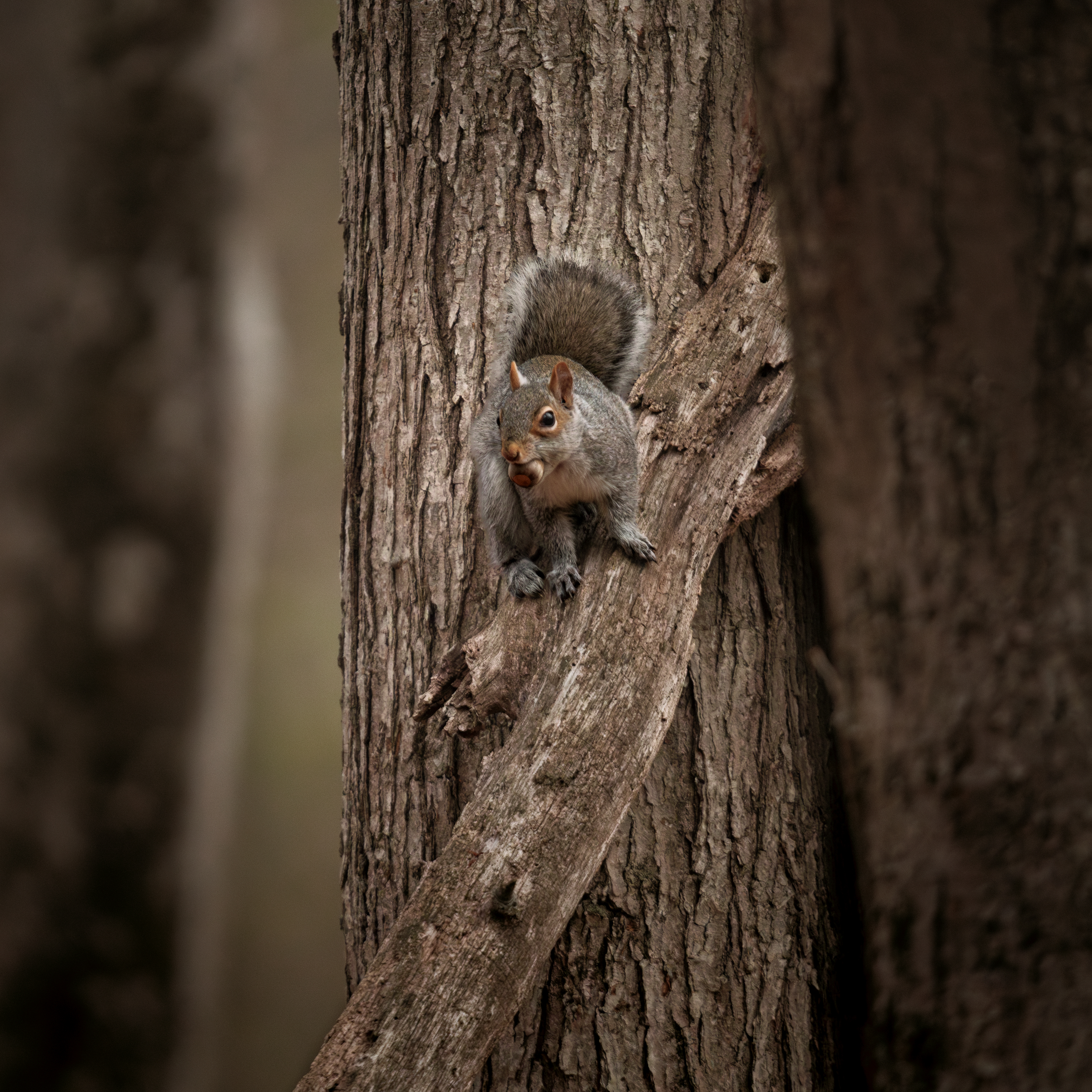 Demarest Nature Center - Professional Photo
