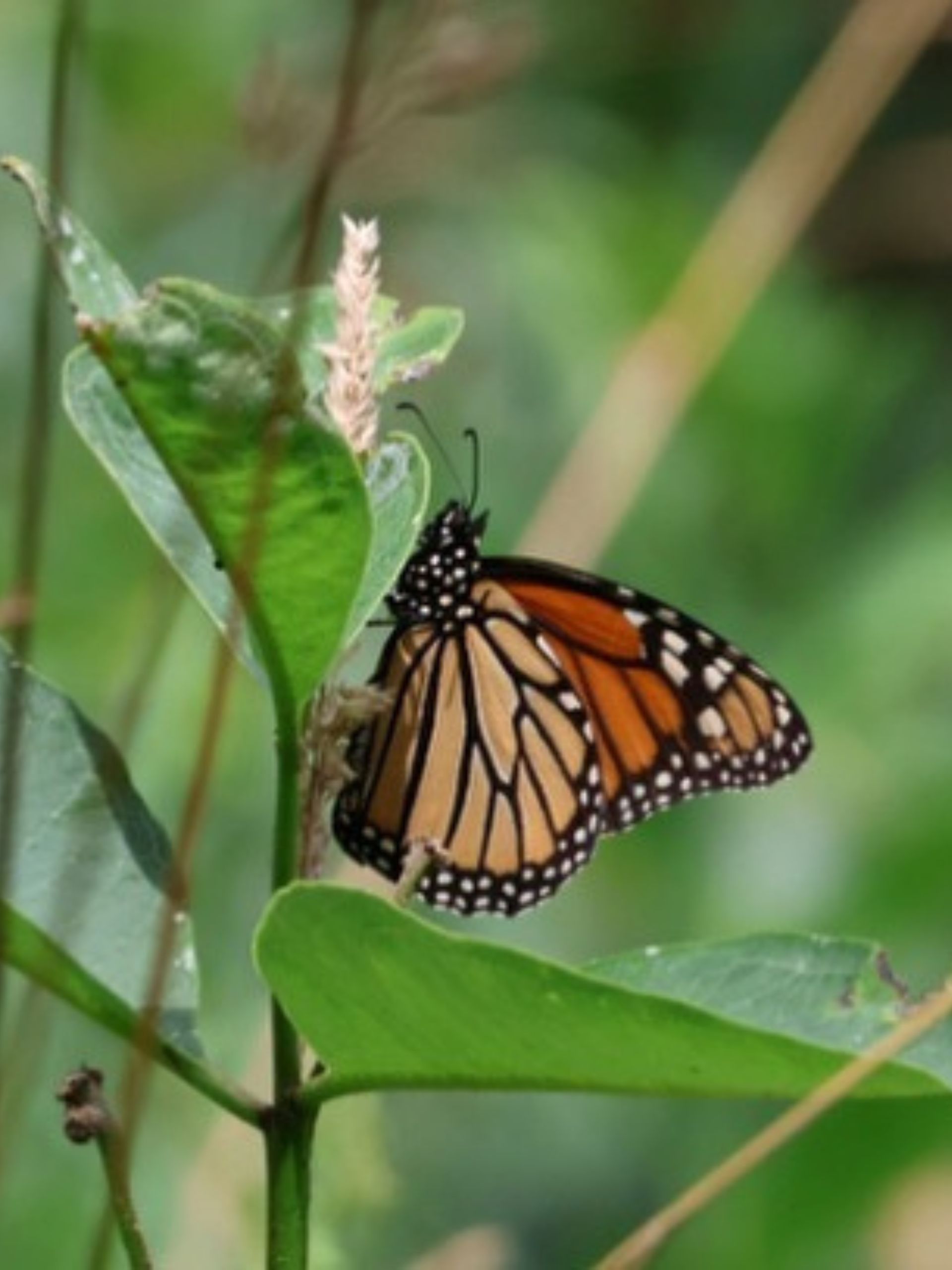 Butterfly at DNC
