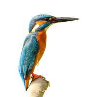Belted Kingfisher
