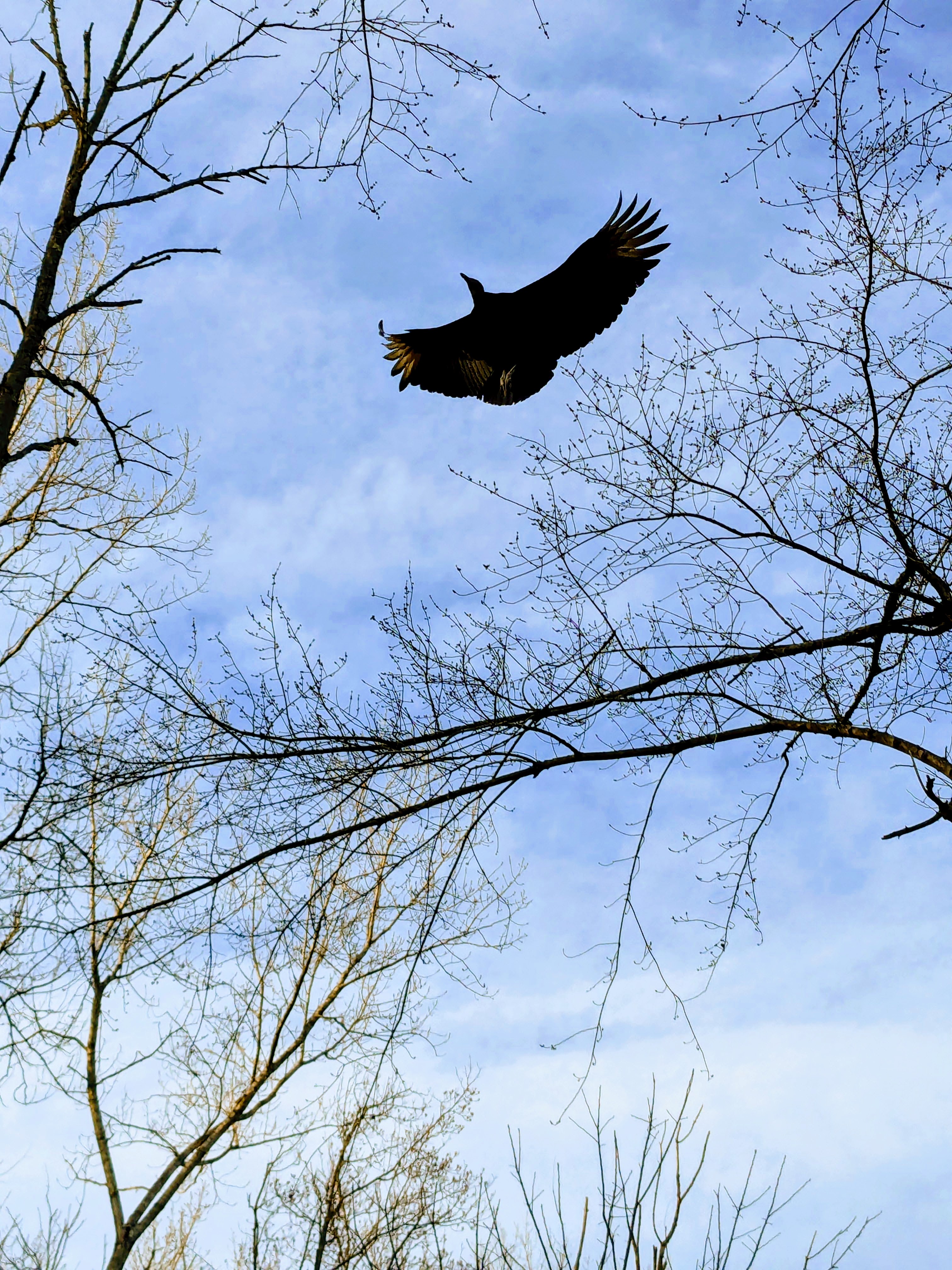 Turkey Vulture at Demarest Nature Center