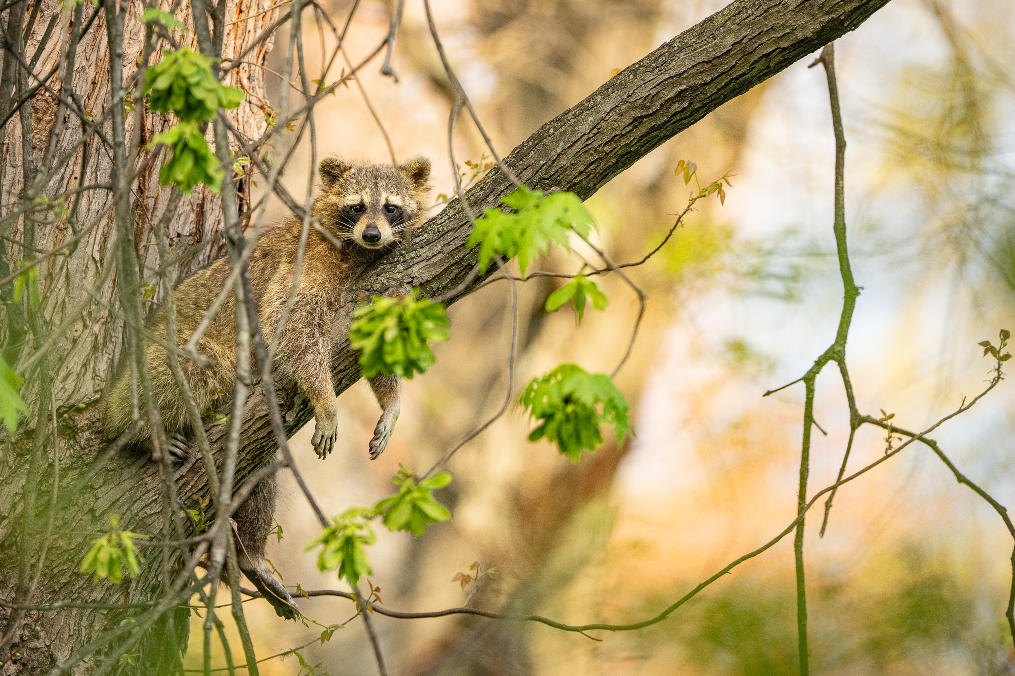 Grand Prize Winner - Joel Rudin, Raccoon in Tree