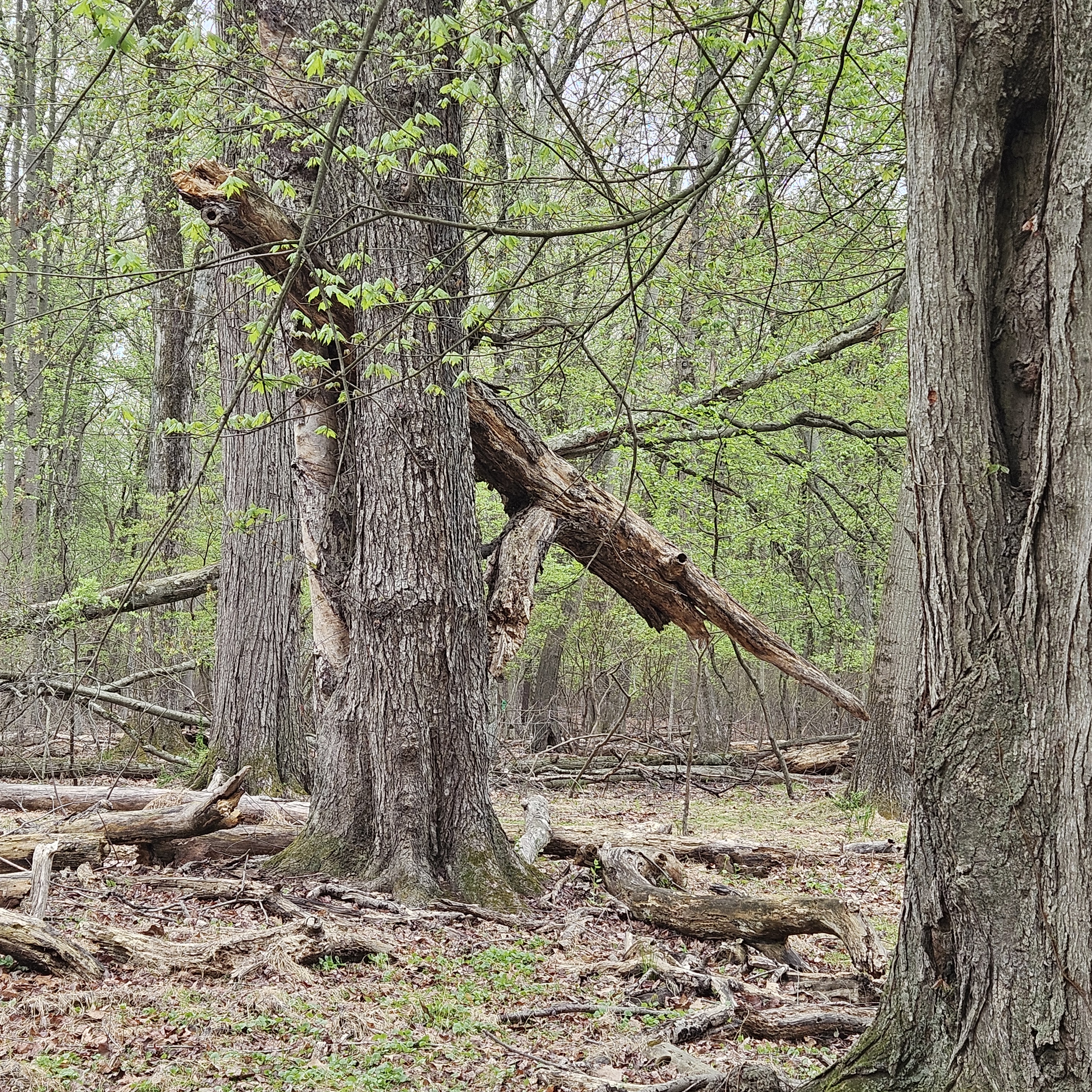 3rd Place Adult - Loretta Guardino, Alligator in Tree