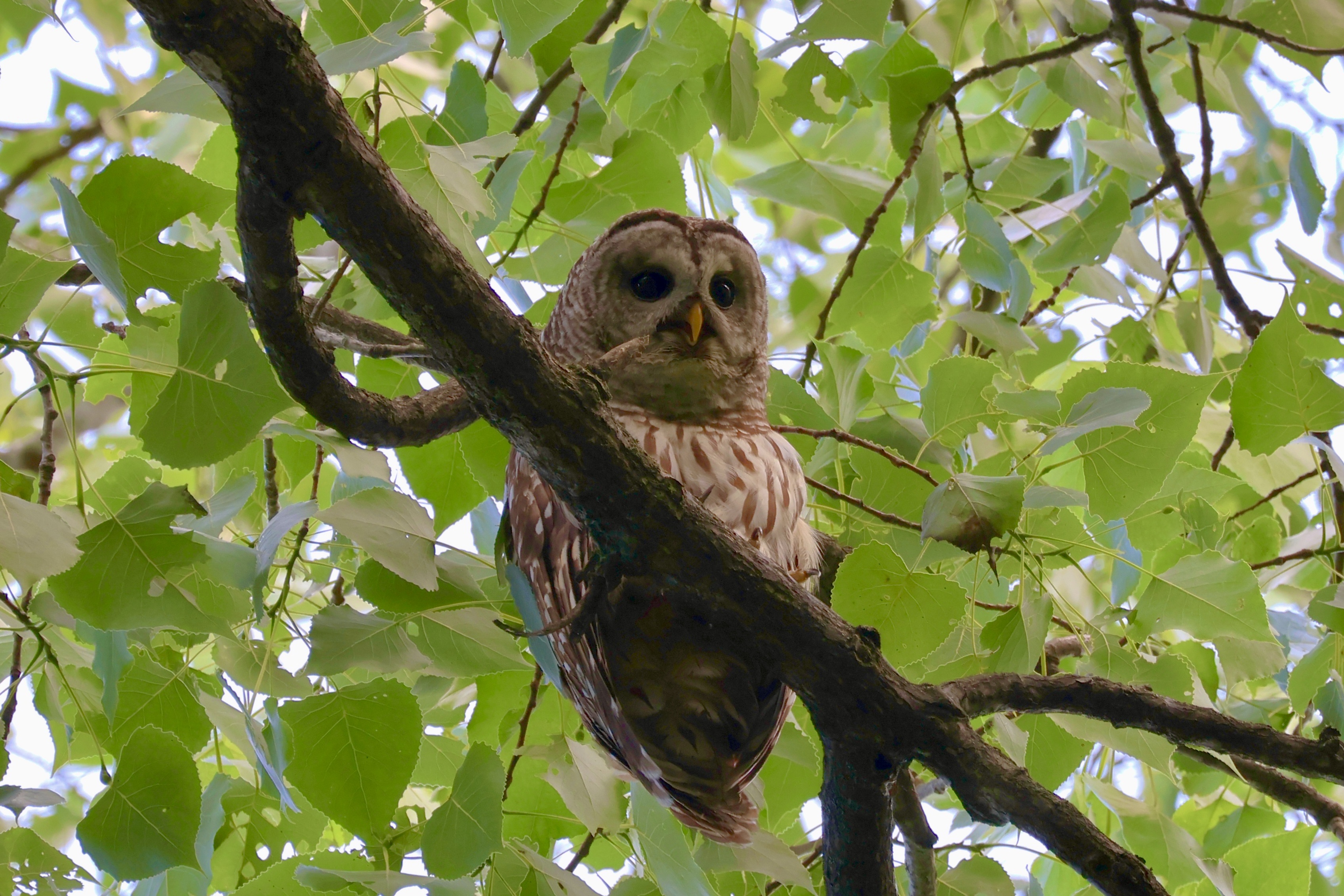 1st Place Youth - Nicholas Shaari, Barred Owl