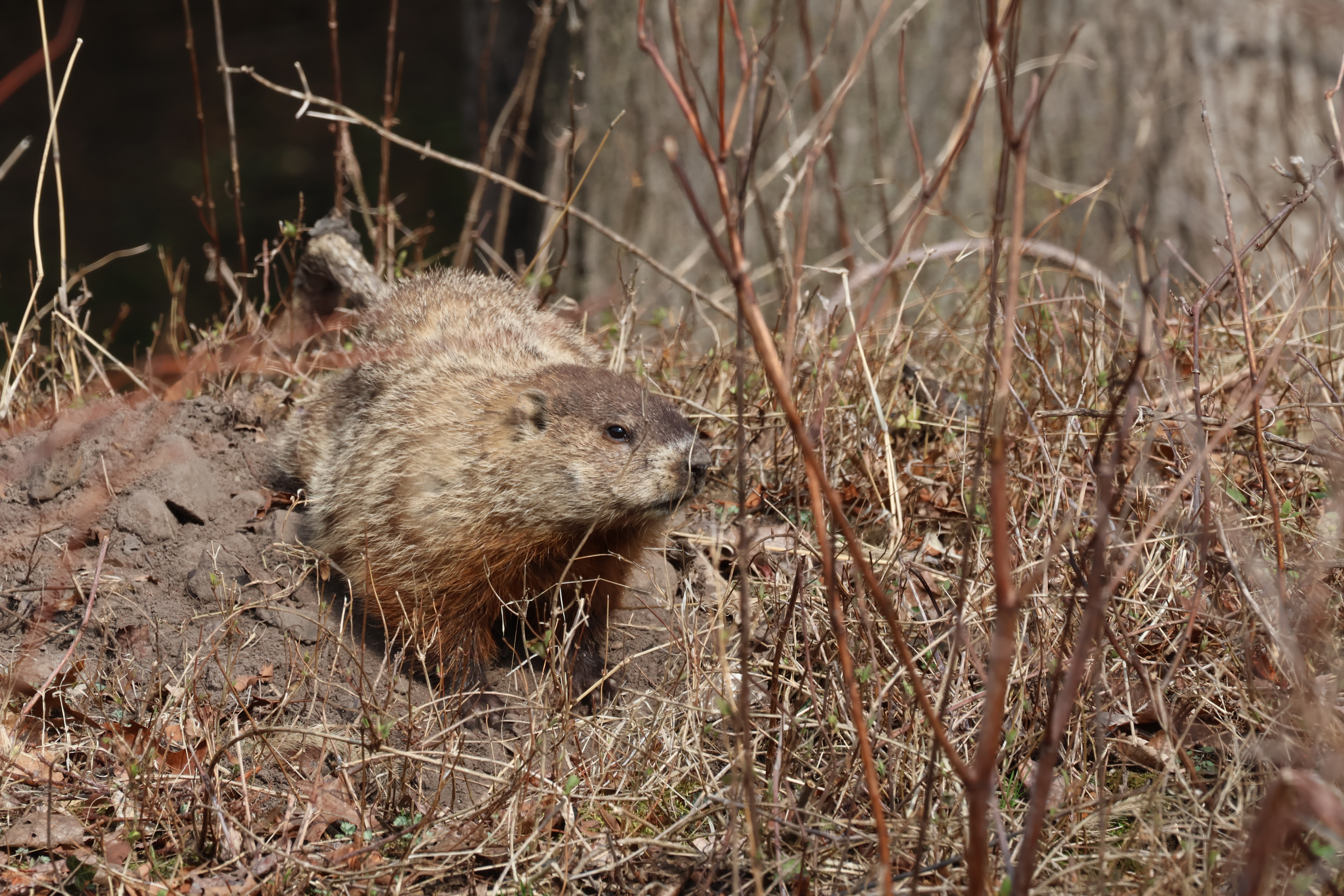 3rd Place Youth - Alexander Shaari, Groundhog
