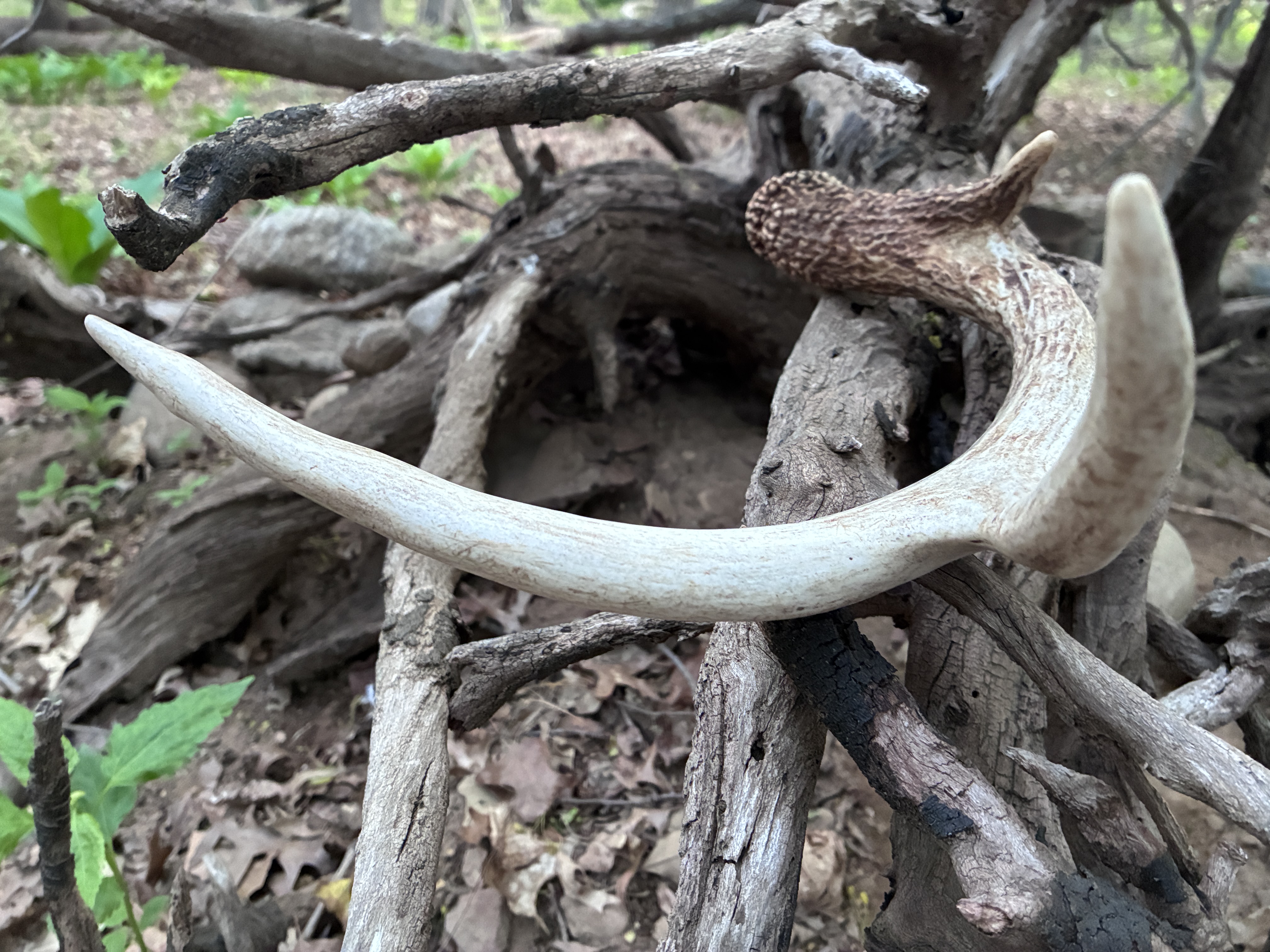 2nd Place Youth - Tyler Kim, What's Left of the Deer