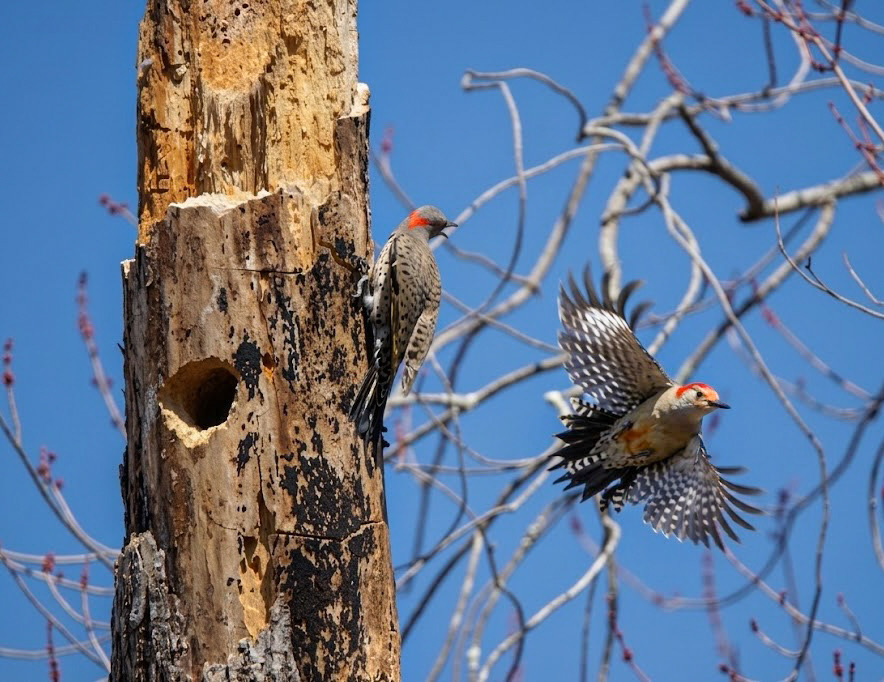 1st Place Adult - Rachel Bolella, Northern Flicker