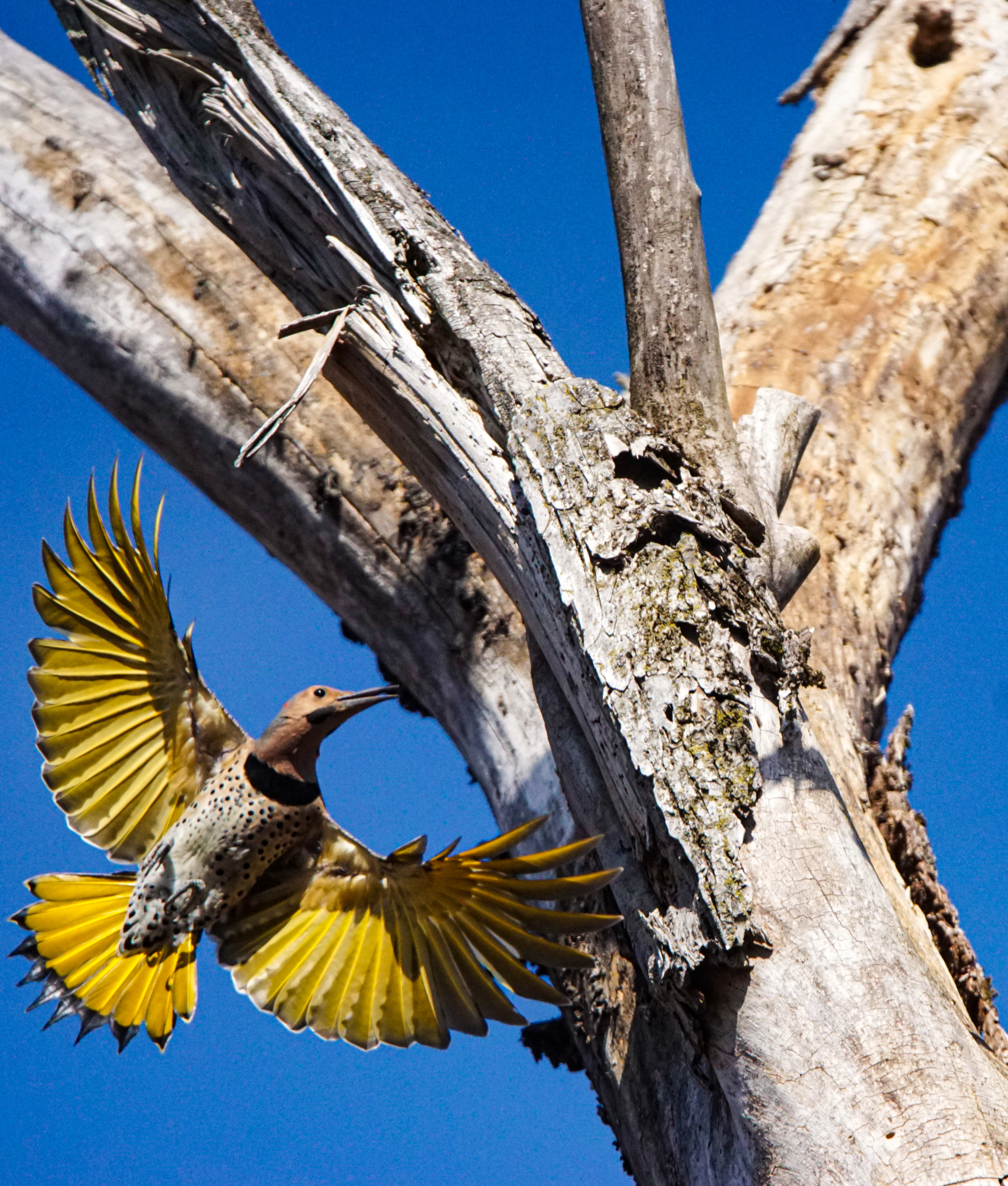 1st Place Adult - Rachel Bolella, Northern Flicker