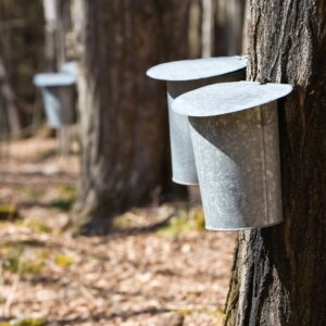 maple-syrup-harvesting