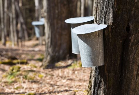 maple-syrup-harvesting