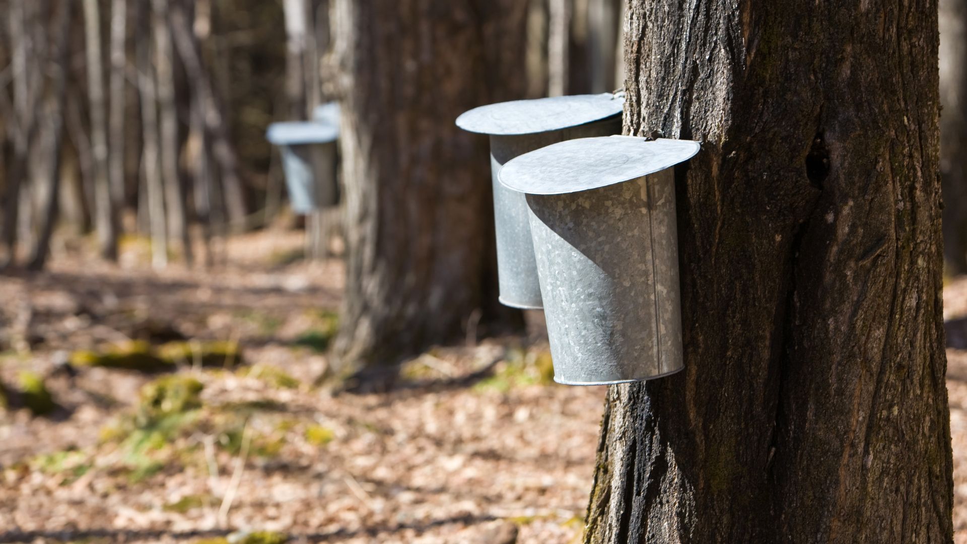 maple-syrup-harvesting